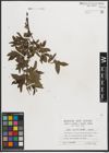 Foto von Salix mielichhoferi Saut.
